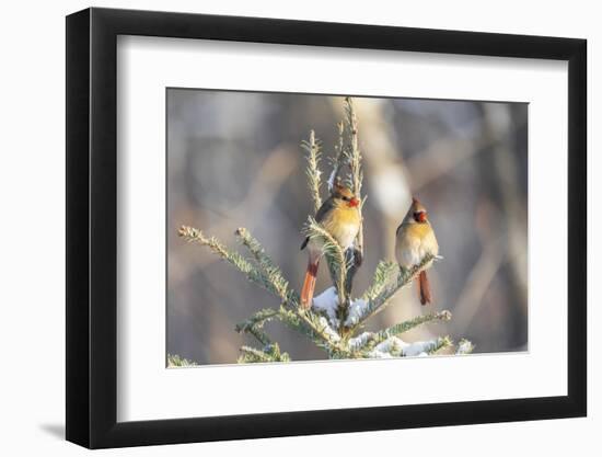 Northern cardinal females in spruce tree in winter snow, Marion County, Illinois.-Richard & Susan Day-Framed Photographic Print