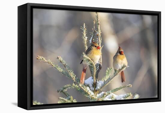 Northern cardinal females in spruce tree in winter snow, Marion County, Illinois.-Richard & Susan Day-Framed Premier Image Canvas