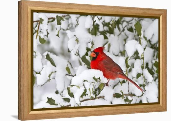 Northern Cardinal in American Holly in Winter, Marion, Illinois, Usa-Richard ans Susan Day-Framed Premier Image Canvas