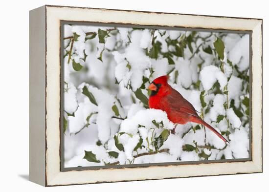 Northern Cardinal in American Holly in Winter, Marion, Illinois, Usa-Richard ans Susan Day-Framed Premier Image Canvas