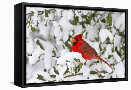 Northern Cardinal in American Holly in Winter, Marion, Illinois, Usa-Richard ans Susan Day-Framed Premier Image Canvas