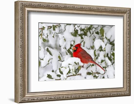 Northern Cardinal in American Holly in Winter, Marion, Illinois, Usa-Richard ans Susan Day-Framed Photographic Print