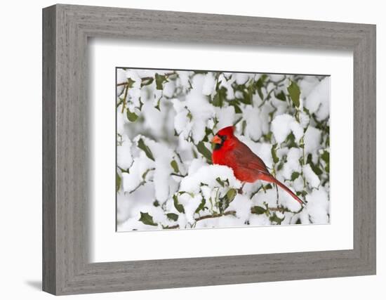Northern Cardinal in American Holly in Winter, Marion, Illinois, Usa-Richard ans Susan Day-Framed Photographic Print