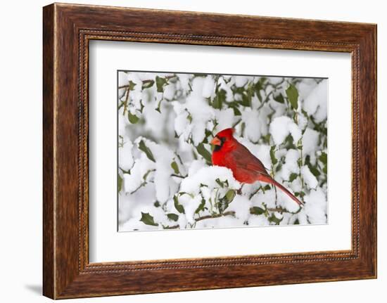 Northern Cardinal in American Holly in Winter, Marion, Illinois, Usa-Richard ans Susan Day-Framed Photographic Print