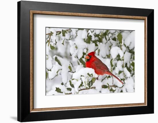Northern Cardinal in American Holly in Winter, Marion, Illinois, Usa-Richard ans Susan Day-Framed Photographic Print