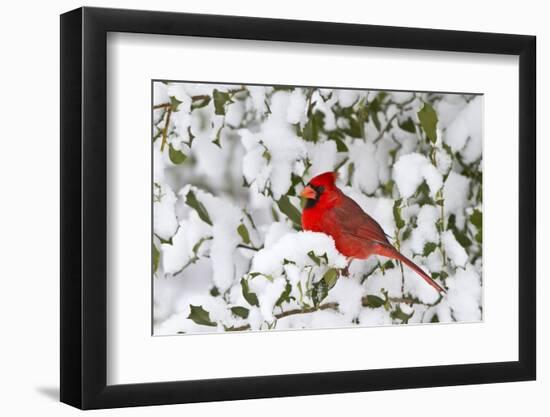 Northern Cardinal in American Holly in Winter, Marion, Illinois, Usa-Richard ans Susan Day-Framed Photographic Print