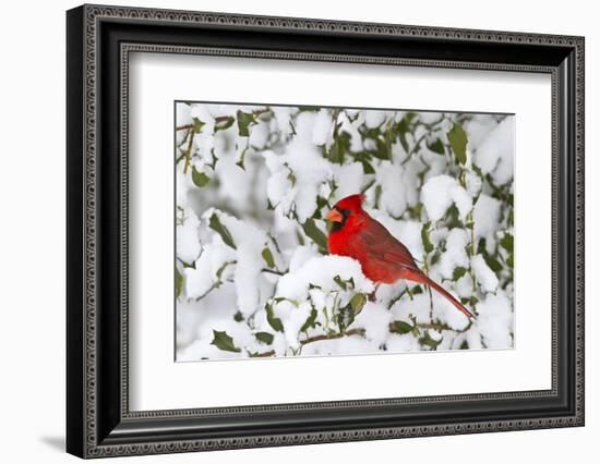 Northern Cardinal in American Holly in Winter, Marion, Illinois, Usa-Richard ans Susan Day-Framed Photographic Print