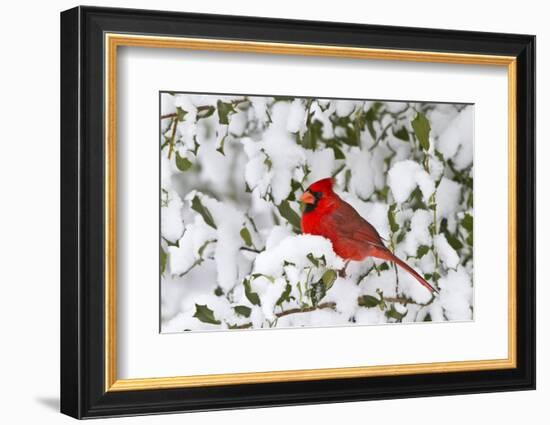 Northern Cardinal in American Holly in Winter, Marion, Illinois, Usa-Richard ans Susan Day-Framed Photographic Print