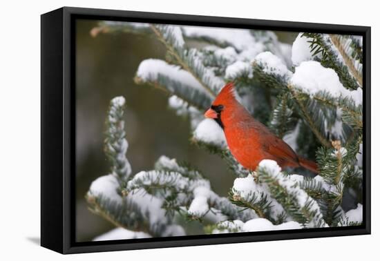 Northern Cardinal in Balsam Fir Tree in Winter, Marion, Illinois, Usa-Richard ans Susan Day-Framed Premier Image Canvas