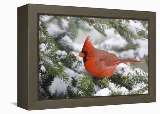 Northern Cardinal in Balsam Fir Tree in Winter, Marion, Illinois, Usa-Richard ans Susan Day-Framed Premier Image Canvas