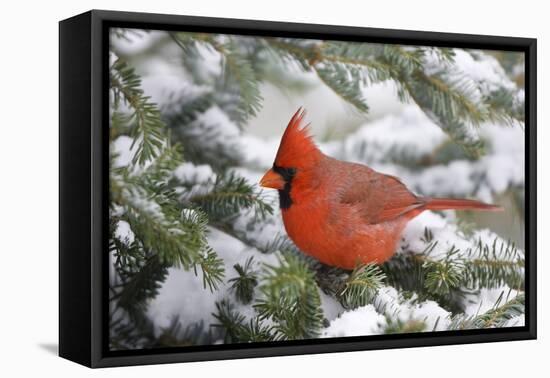 Northern Cardinal in Balsam Fir Tree in Winter, Marion, Illinois, Usa-Richard ans Susan Day-Framed Premier Image Canvas