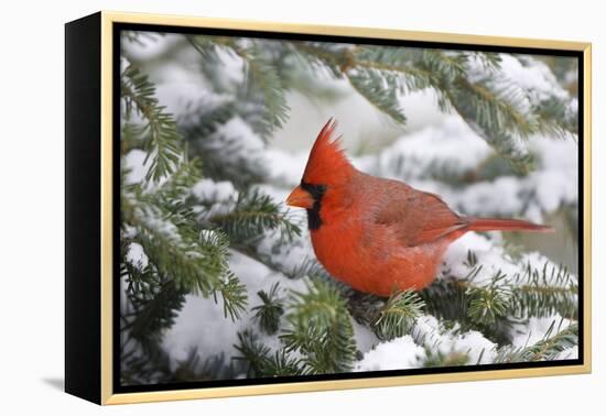 Northern Cardinal in Balsam Fir Tree in Winter, Marion, Illinois, Usa-Richard ans Susan Day-Framed Premier Image Canvas