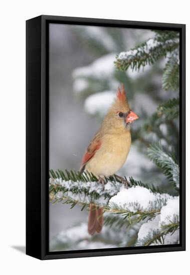 Northern Cardinal in Balsam Fir Tree in Winter, Marion, Illinois, Usa-Richard ans Susan Day-Framed Premier Image Canvas