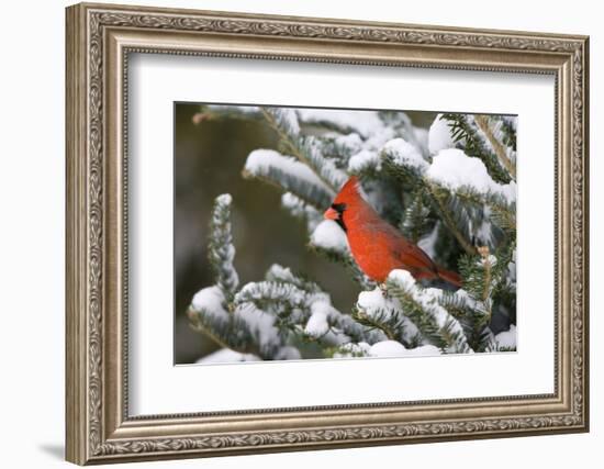 Northern Cardinal in Balsam Fir Tree in Winter, Marion, Illinois, Usa-Richard ans Susan Day-Framed Photographic Print