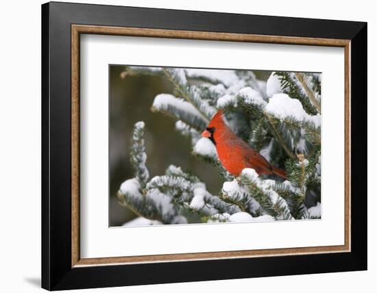 Northern Cardinal in Balsam Fir Tree in Winter, Marion, Illinois, Usa-Richard ans Susan Day-Framed Photographic Print