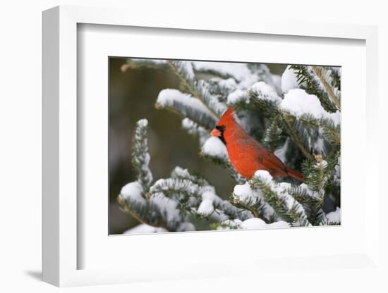 Northern Cardinal in Balsam Fir Tree in Winter, Marion, Illinois, Usa-Richard ans Susan Day-Framed Photographic Print