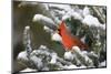 Northern Cardinal in Balsam Fir Tree in Winter, Marion, Illinois, Usa-Richard ans Susan Day-Mounted Photographic Print