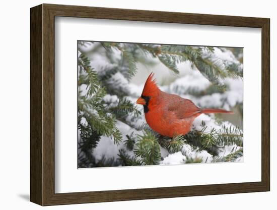 Northern Cardinal in Balsam Fir Tree in Winter, Marion, Illinois, Usa-Richard ans Susan Day-Framed Photographic Print