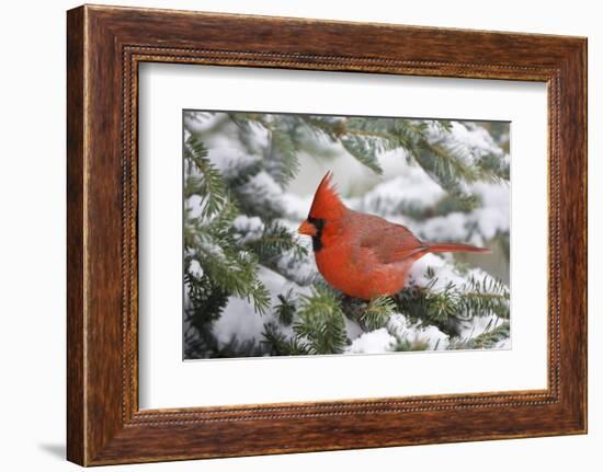 Northern Cardinal in Balsam Fir Tree in Winter, Marion, Illinois, Usa-Richard ans Susan Day-Framed Photographic Print