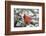 Northern Cardinal in Balsam Fir Tree in Winter, Marion, Illinois, Usa-Richard ans Susan Day-Framed Photographic Print