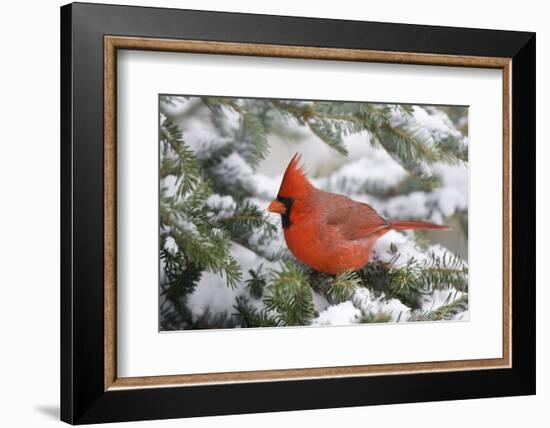 Northern Cardinal in Balsam Fir Tree in Winter, Marion, Illinois, Usa-Richard ans Susan Day-Framed Photographic Print