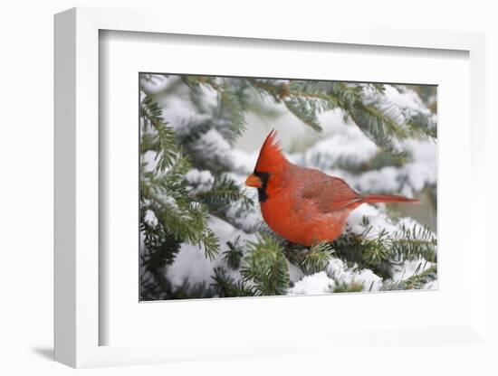 Northern Cardinal in Balsam Fir Tree in Winter, Marion, Illinois, Usa-Richard ans Susan Day-Framed Photographic Print