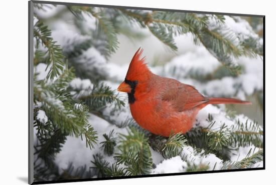 Northern Cardinal in Balsam Fir Tree in Winter, Marion, Illinois, Usa-Richard ans Susan Day-Mounted Photographic Print