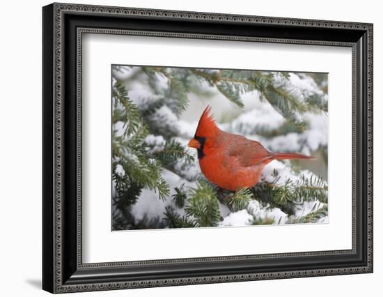 Northern Cardinal in Balsam Fir Tree in Winter, Marion, Illinois, Usa-Richard ans Susan Day-Framed Photographic Print