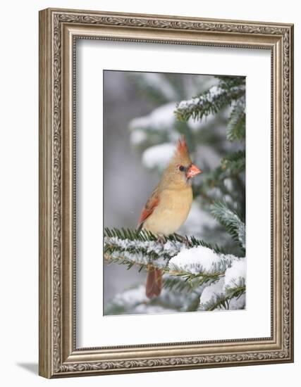 Northern Cardinal in Balsam Fir Tree in Winter, Marion, Illinois, Usa-Richard ans Susan Day-Framed Photographic Print