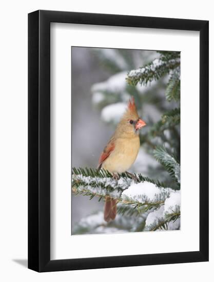 Northern Cardinal in Balsam Fir Tree in Winter, Marion, Illinois, Usa-Richard ans Susan Day-Framed Photographic Print
