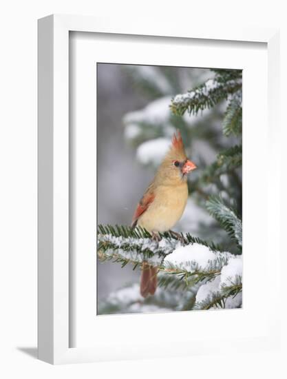 Northern Cardinal in Balsam Fir Tree in Winter, Marion, Illinois, Usa-Richard ans Susan Day-Framed Photographic Print