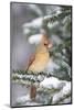 Northern Cardinal in Balsam Fir Tree in Winter, Marion, Illinois, Usa-Richard ans Susan Day-Mounted Photographic Print