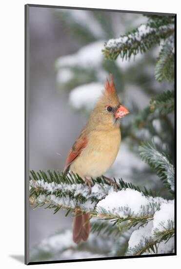 Northern Cardinal in Balsam Fir Tree in Winter, Marion, Illinois, Usa-Richard ans Susan Day-Mounted Photographic Print