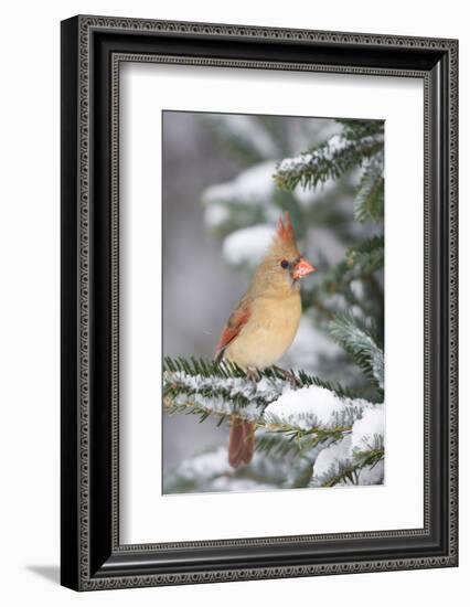 Northern Cardinal in Balsam Fir Tree in Winter, Marion, Illinois, Usa-Richard ans Susan Day-Framed Photographic Print
