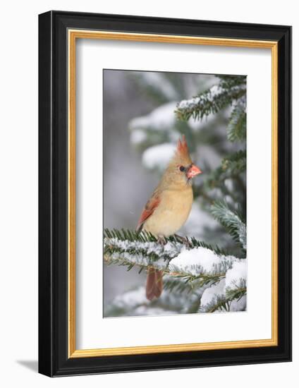 Northern Cardinal in Balsam Fir Tree in Winter, Marion, Illinois, Usa-Richard ans Susan Day-Framed Photographic Print