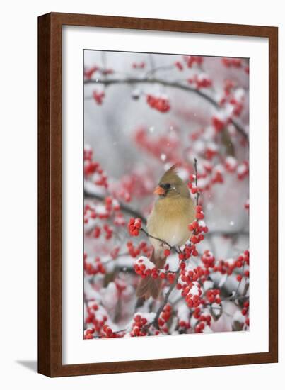 Northern Cardinal in Common Winterberry, Marion, Illinois, Usa-Richard ans Susan Day-Framed Photographic Print