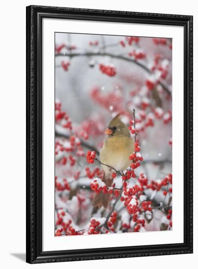 Northern Cardinal in Common Winterberry, Marion, Illinois, Usa-Richard ans Susan Day-Framed Photographic Print