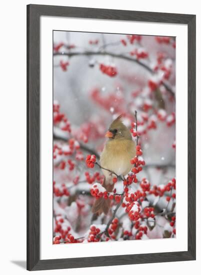 Northern Cardinal in Common Winterberry, Marion, Illinois, Usa-Richard ans Susan Day-Framed Photographic Print