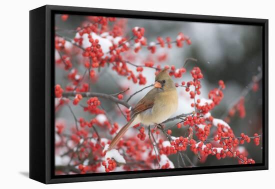 Northern Cardinal in Common Winterberry, Marion, Illinois, Usa-Richard ans Susan Day-Framed Premier Image Canvas