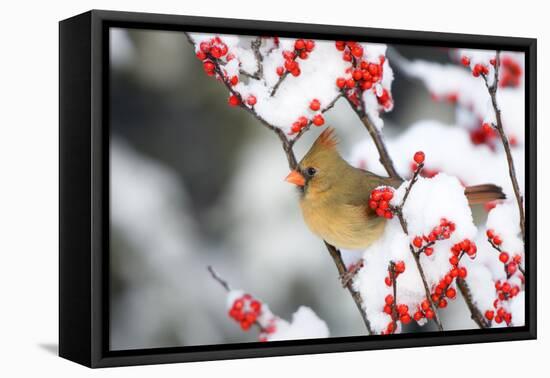 Northern Cardinal in Common Winterberry, Marion, Illinois, Usa-Richard ans Susan Day-Framed Premier Image Canvas