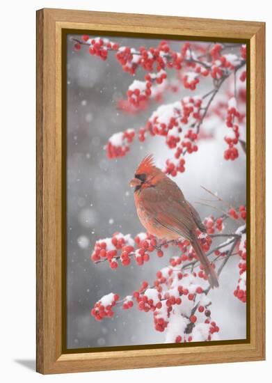 Northern Cardinal in Common Winterberry, Marion, Illinois, Usa-Richard ans Susan Day-Framed Premier Image Canvas