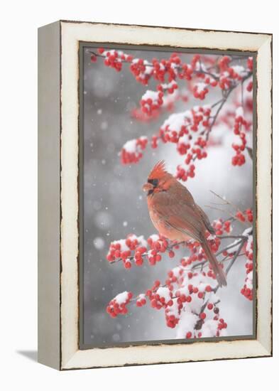 Northern Cardinal in Common Winterberry, Marion, Illinois, Usa-Richard ans Susan Day-Framed Premier Image Canvas