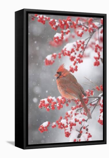 Northern Cardinal in Common Winterberry, Marion, Illinois, Usa-Richard ans Susan Day-Framed Premier Image Canvas