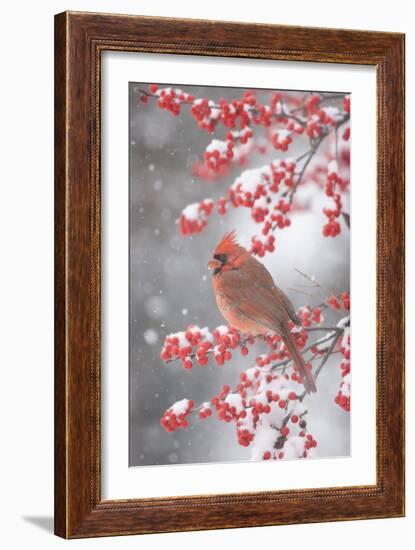 Northern Cardinal in Common Winterberry, Marion, Illinois, Usa-Richard ans Susan Day-Framed Photographic Print