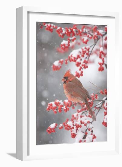 Northern Cardinal in Common Winterberry, Marion, Illinois, Usa-Richard ans Susan Day-Framed Photographic Print