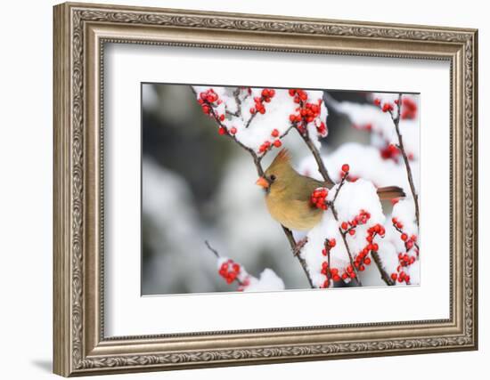 Northern Cardinal in Common Winterberry, Marion, Illinois, Usa-Richard ans Susan Day-Framed Photographic Print