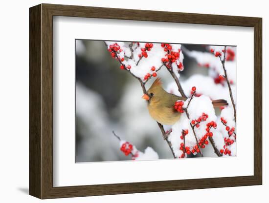 Northern Cardinal in Common Winterberry, Marion, Illinois, Usa-Richard ans Susan Day-Framed Photographic Print