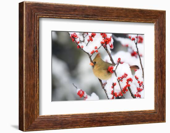 Northern Cardinal in Common Winterberry, Marion, Illinois, Usa-Richard ans Susan Day-Framed Photographic Print