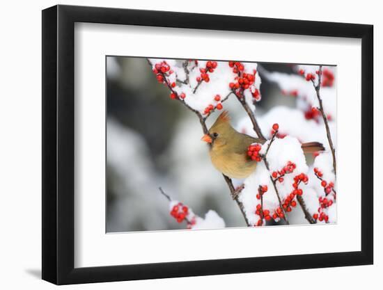 Northern Cardinal in Common Winterberry, Marion, Illinois, Usa-Richard ans Susan Day-Framed Photographic Print