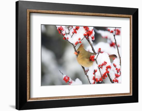 Northern Cardinal in Common Winterberry, Marion, Illinois, Usa-Richard ans Susan Day-Framed Photographic Print